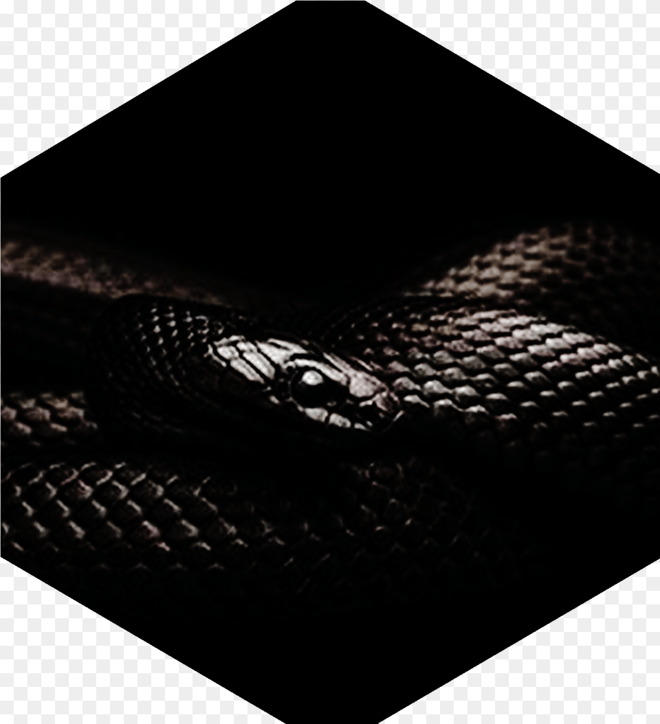 Black Snake Cover, Animal, Reptile Png Image