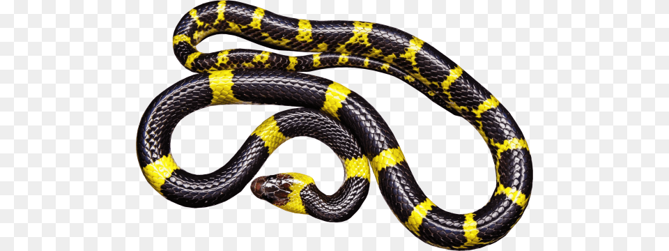 Black Snake Photos, Animal, Reptile, King Snake Free Png