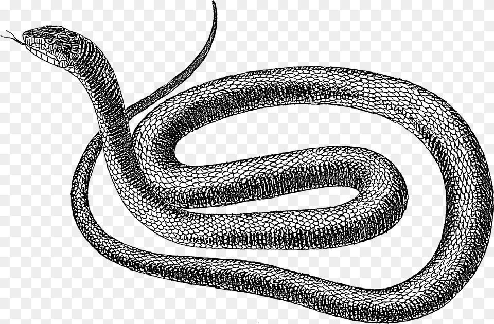 Black Snake Snake Black And White, Animal, Reptile Free Png Download