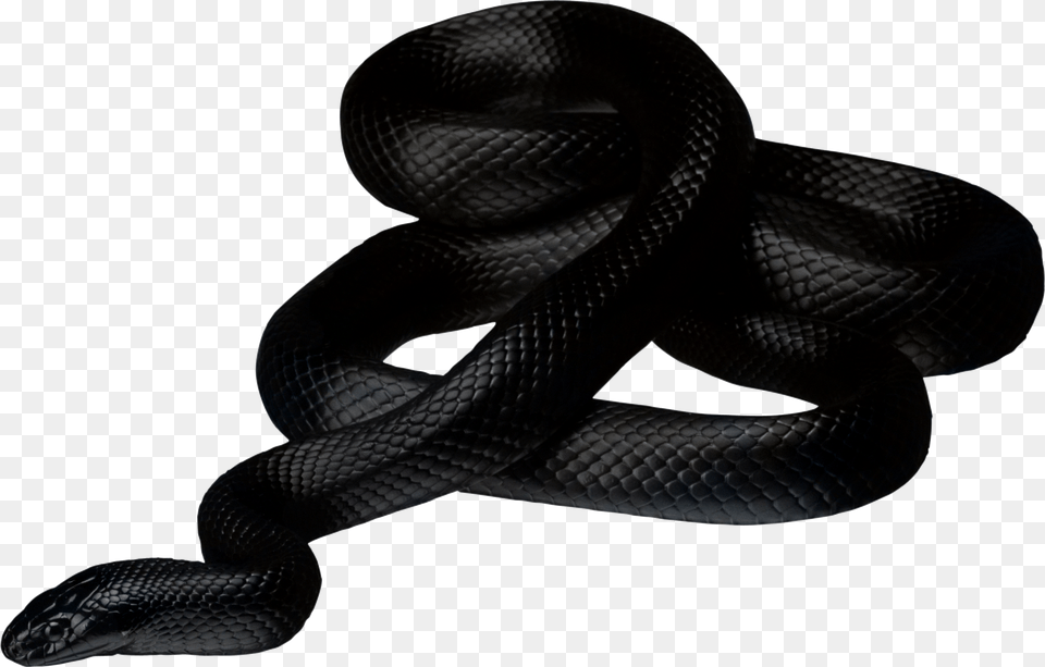 Black Snake Transparent, Animal, Reptile Png Image