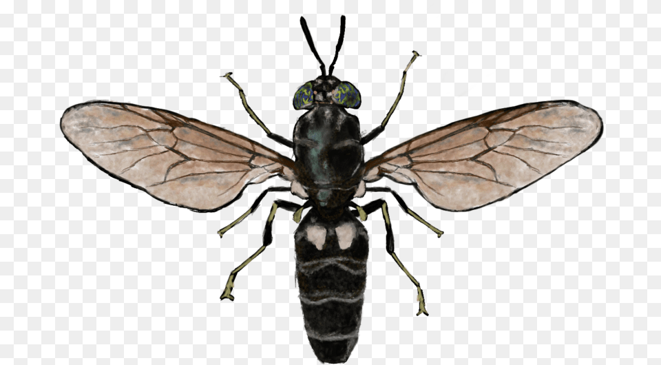Black Soldier Fly, Animal, Bee, Insect, Invertebrate Free Transparent Png