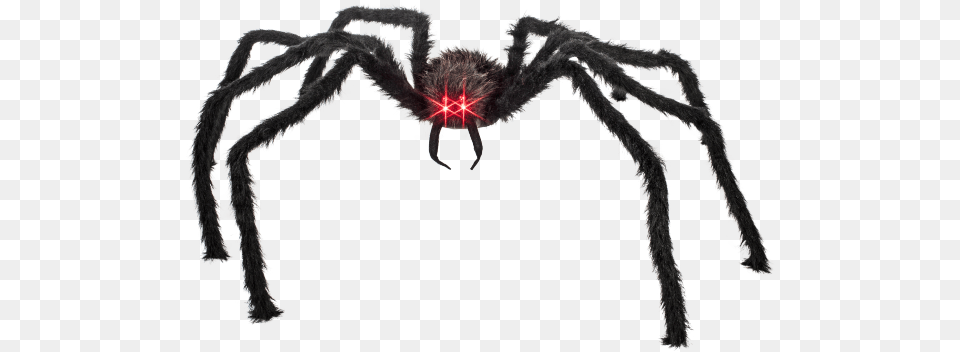 Black Spider Red Eyes, Animal, Invertebrate Free Transparent Png