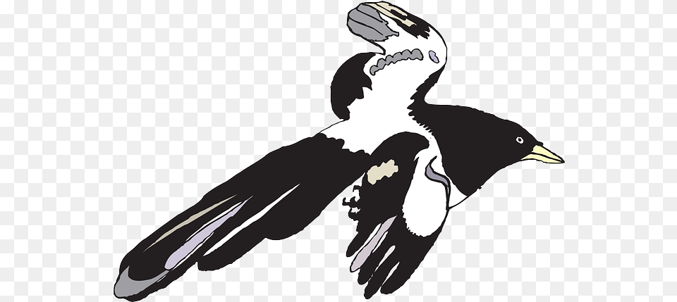 Black Spread White Bird Flying Wings Feathers Public Gambar Mentahan, Person, Animal, Magpie, Face Free Transparent Png