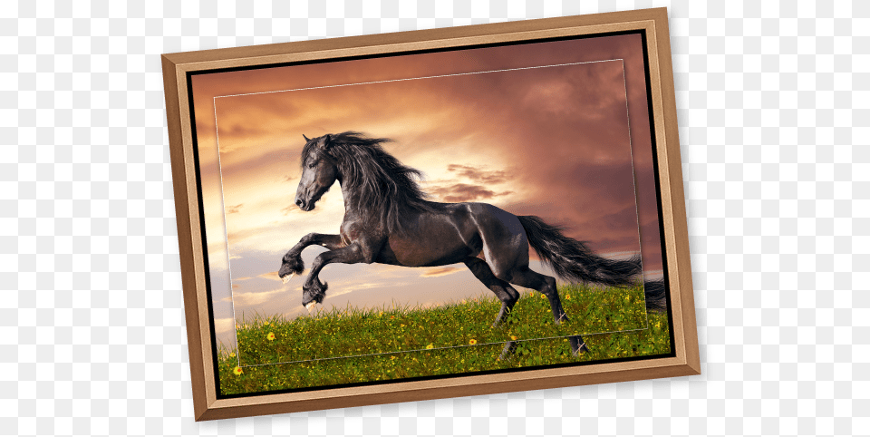 Black Stallion In A Meadow At Sunset Printed On Metal Pferde Bilder Friesen, Animal, Colt Horse, Mammal, Horse Png Image