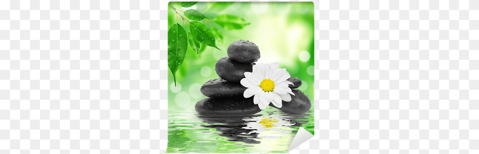 Black Stones And Bamboo On Water Wall Mural Pixers Cortesi Home Peaceful Reflections Ii Photographic Print, Daisy, Flower, Plant, Anemone Png Image