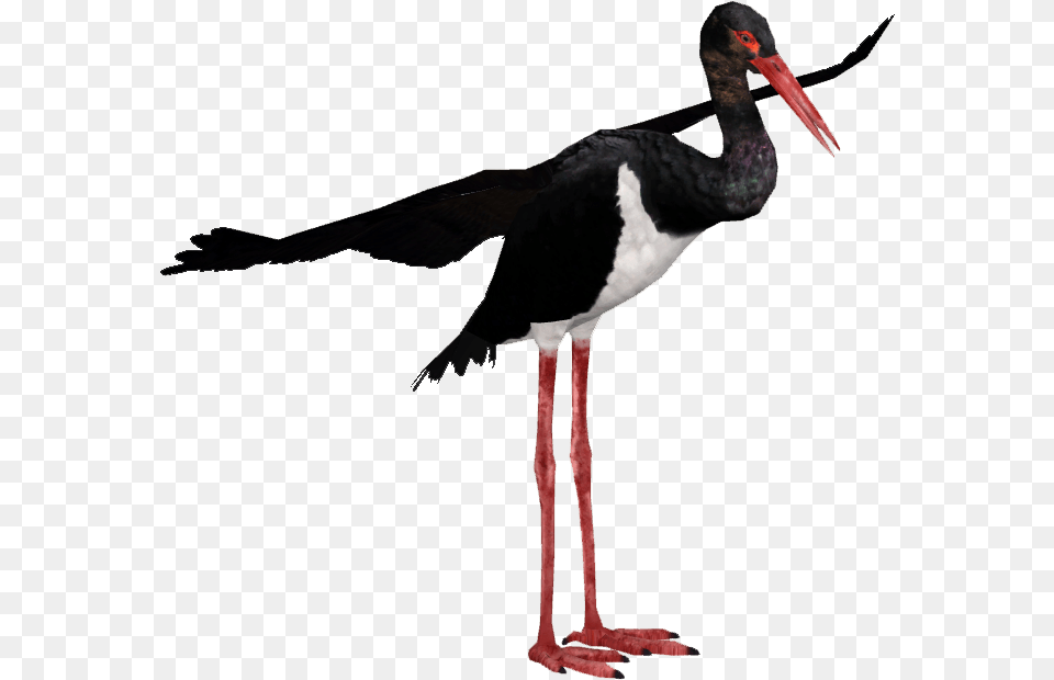 Black Stork Zt2 Stork, Animal, Bird, Waterfowl Png