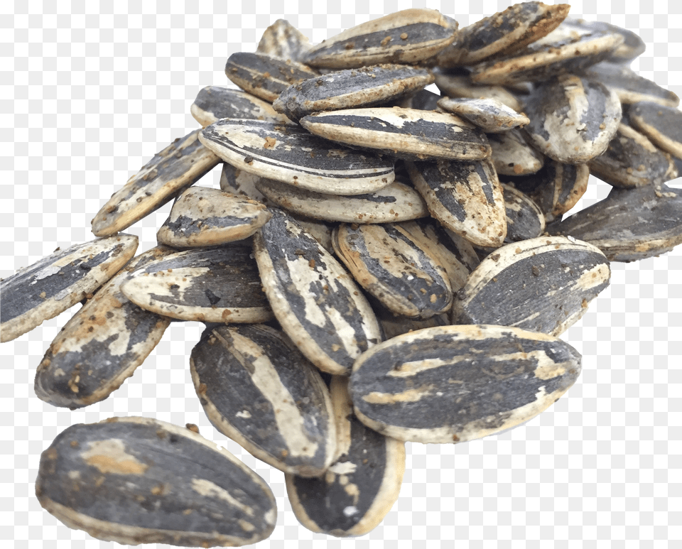 Black Sunflower Seeds Sunflower Seed Png