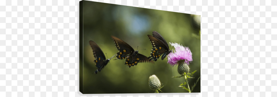 Black Swallowtail Butterflies Swarm Around Thistle Black Swallowtail Butterflies Papilio Polyxenes Swarm, Flower, Plant Free Png Download