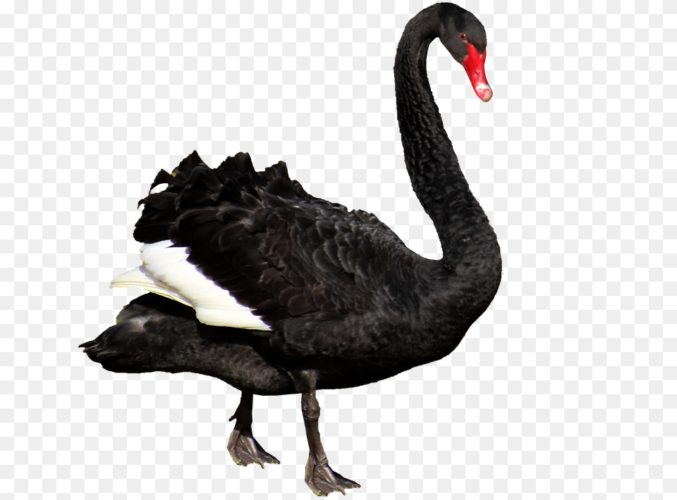 Black Swan, Animal, Bird, Waterfowl, Black Swan Png Image