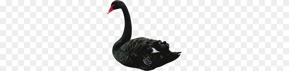 Black Swan, Animal, Bird, Waterfowl, Black Swan Free Transparent Png