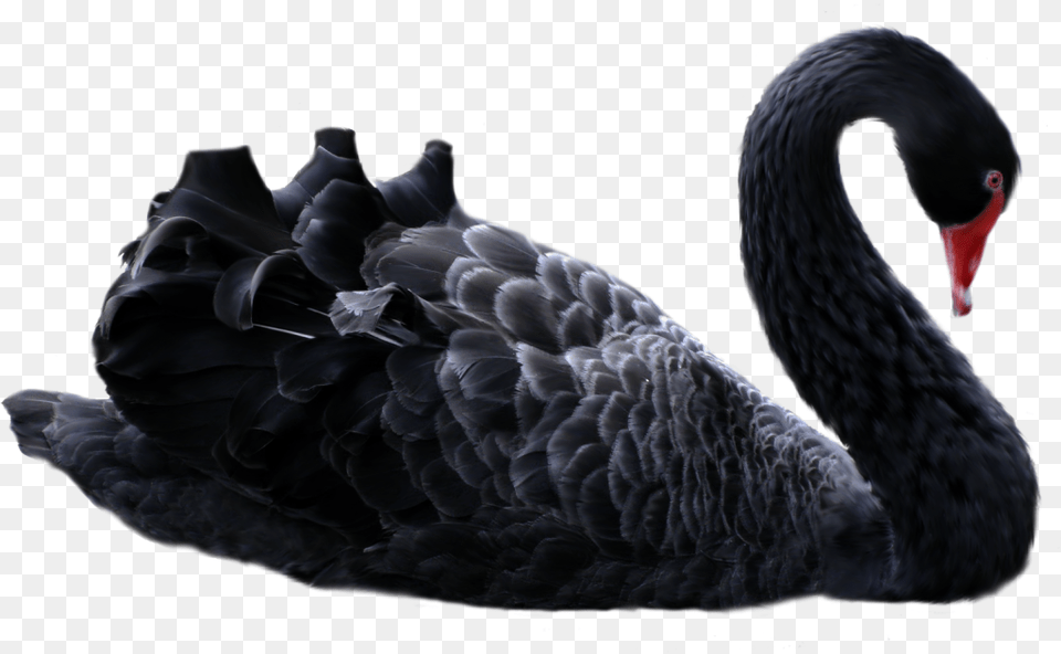 Black Swan, Animal, Bird, Waterfowl, Black Swan Free Png Download