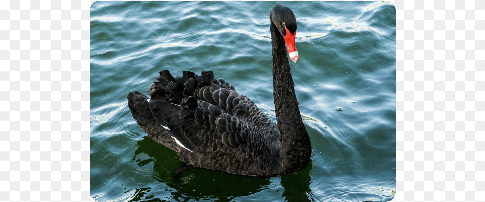 Black Swan, Animal, Bird, Waterfowl, Black Swan Free Png