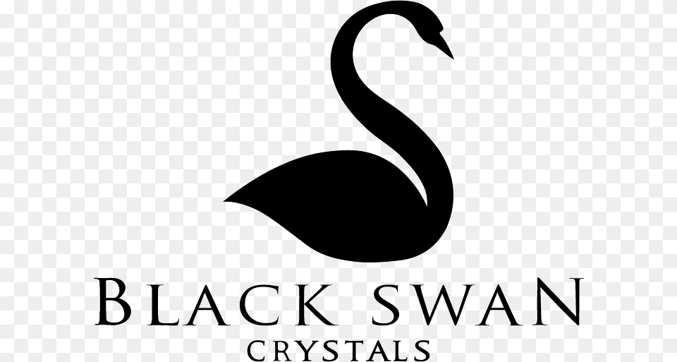 Black Swan, Animal, Bird Free Png