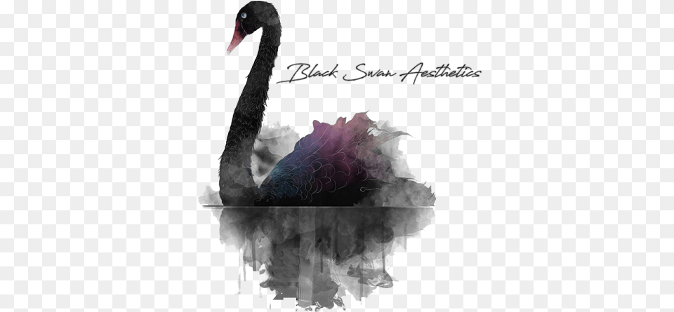 Black Swan, Animal, Beak, Bird, Waterfowl Free Png