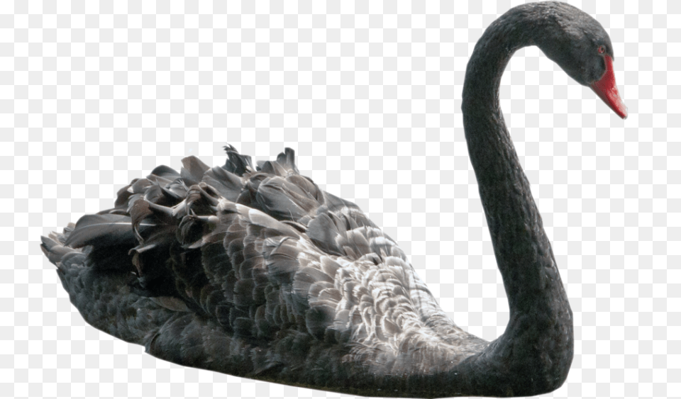 Black Swan, Animal, Bird, Waterfowl, Black Swan Free Png