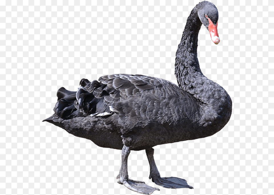 Black Swan 4 Black Swan Bird, Animal, Waterfowl, Black Swan Png