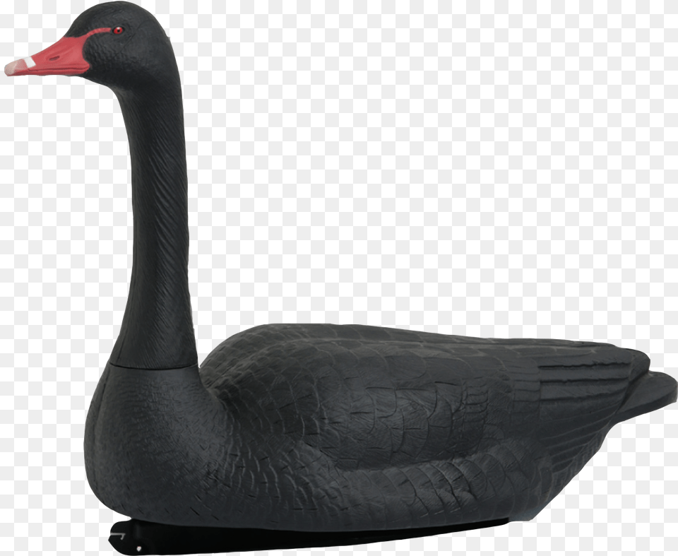 Black Swan, Animal, Bird, Waterfowl, Black Swan Png