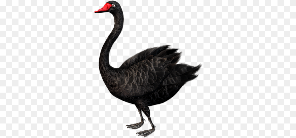Black Swan Black Swan Bird Standing, Animal, Waterfowl, Black Swan Free Transparent Png