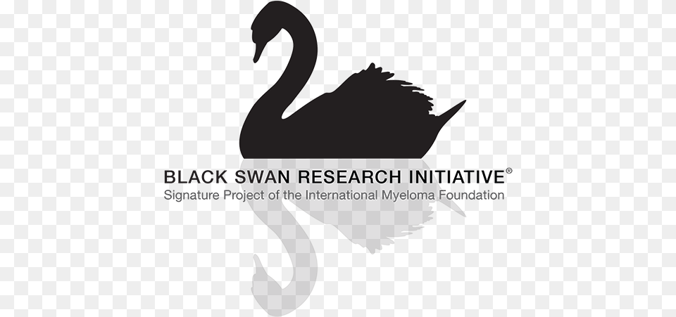 Black Swan Events, Animal, Bird, Fish, Sea Life Png
