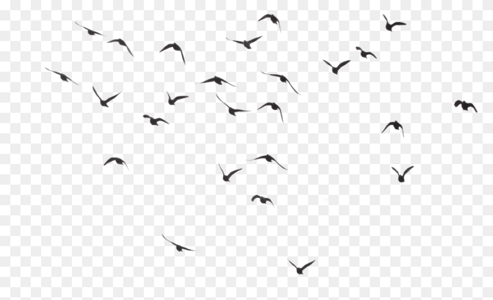 Black Swarm Of Bird Flying Image Download Birds, Animal, Flock, Silhouette, Mammal Free Png