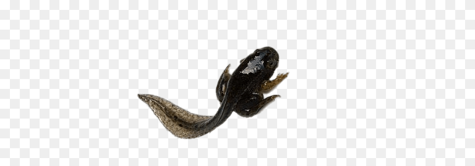 Black Tadpole, Amphibian, Animal, Wildlife, Reptile Png Image