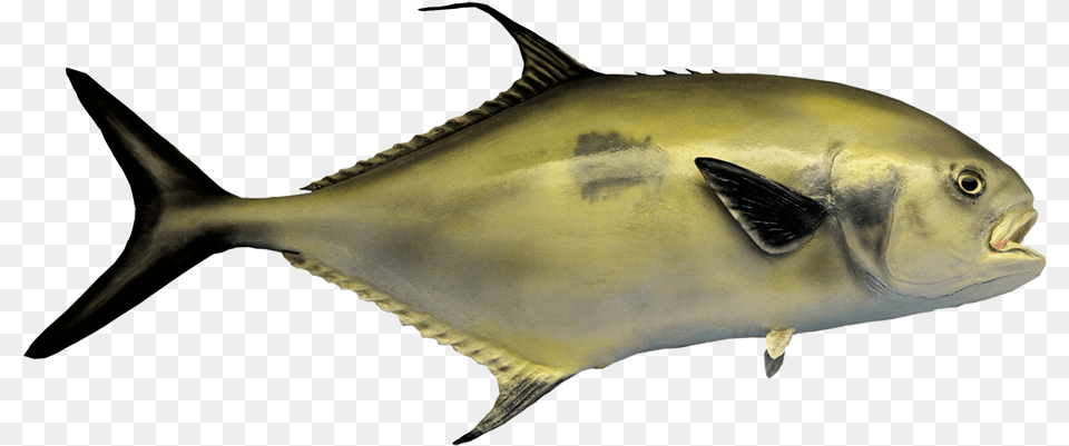 Black Tail Permit Fish Sportfisch Der Tropischen Atlantischen Postkarte, Animal, Sea Life, Tuna Png Image