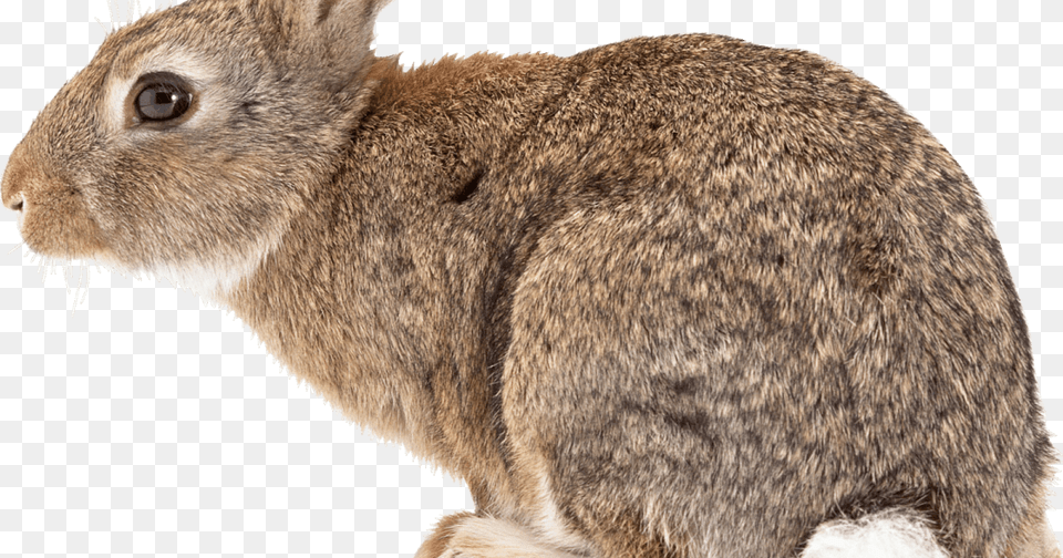 Black Tailed Jackrabbit, Animal, Mammal, Rabbit, Rat Free Png Download