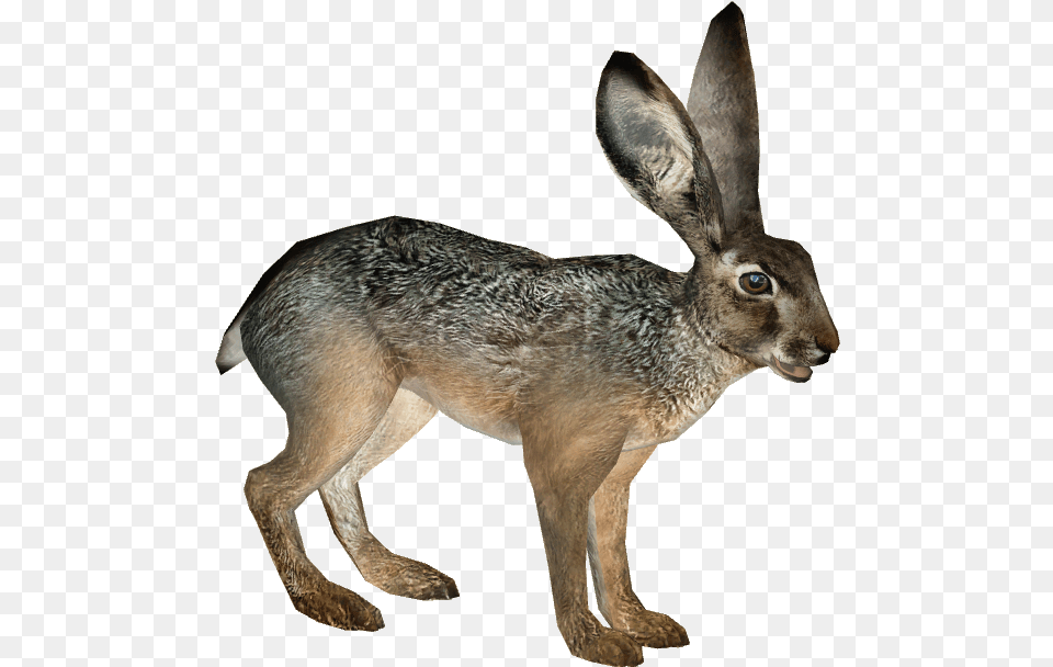 Black Tailed Jackrabbit Zoo Tycoon 2 Rabbit, Animal, Hare, Mammal, Rodent Png