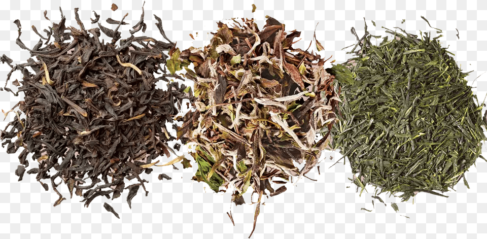 Black Tea, Plant, Tobacco Free Png Download