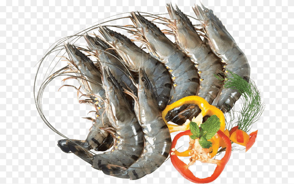 Black Tiger Shrimp, Animal, Food, Invertebrate, Sea Life Free Transparent Png
