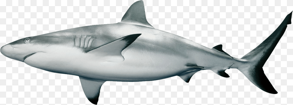Black Tip Reef Shark Transparent, Animal, Fish, Sea Life, Great White Shark Png Image