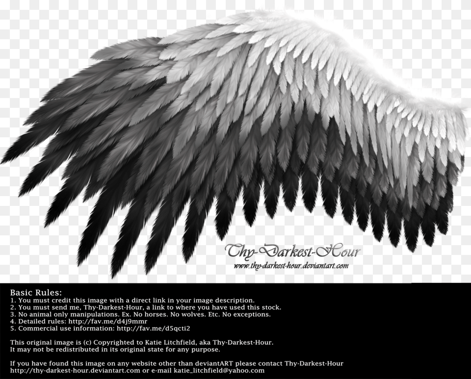 Black To White Wings White And Black Wings, Animal, Bird, Advertisement, Poster Free Png Download
