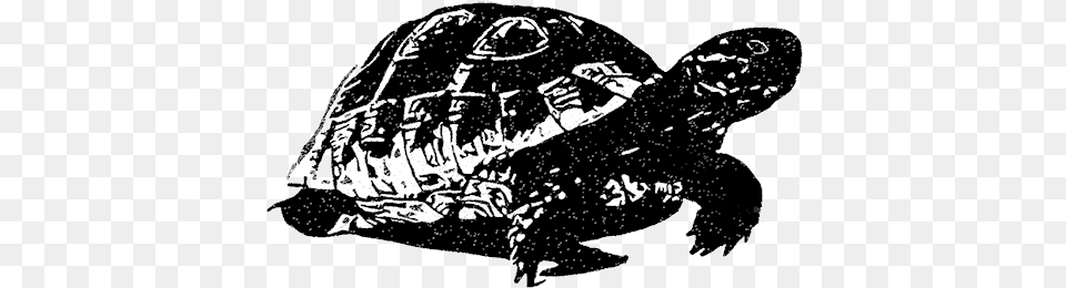 Black Tortoise Feng Shui Black Tortoise, Animal, Reptile, Sea Life, Turtle Free Transparent Png