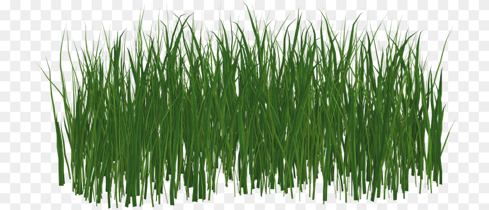 Black Transparent Grass, Plant, Vegetation, Aquatic, Water Free Png