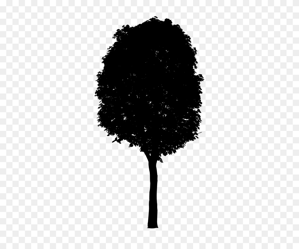 Black Tree, Silhouette, Tree Trunk, Plant, Oak Free Png