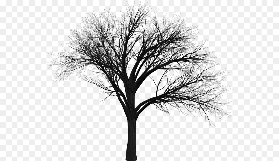 Black Tree Hd, Plant Free Png Download