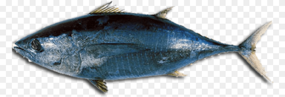 Black Tuna, Animal, Bonito, Fish, Sea Life Free Transparent Png