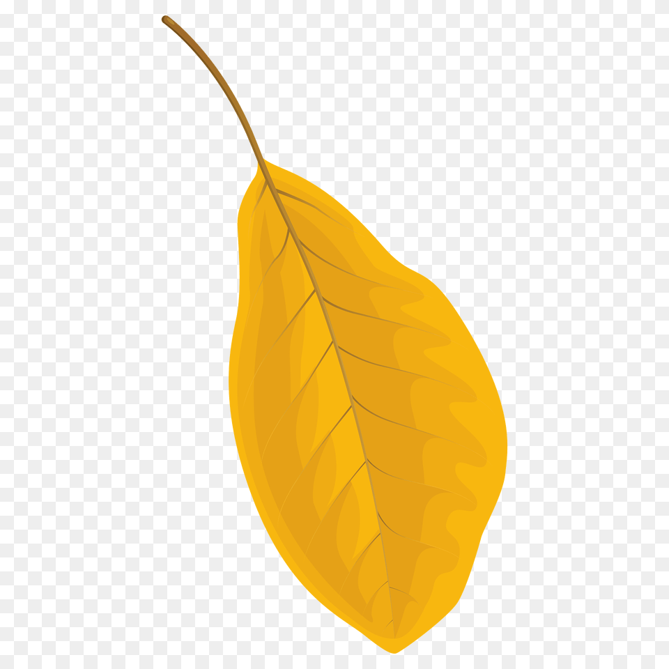 Black Tupelo Autumn Leaf Clipart, Plant Free Png