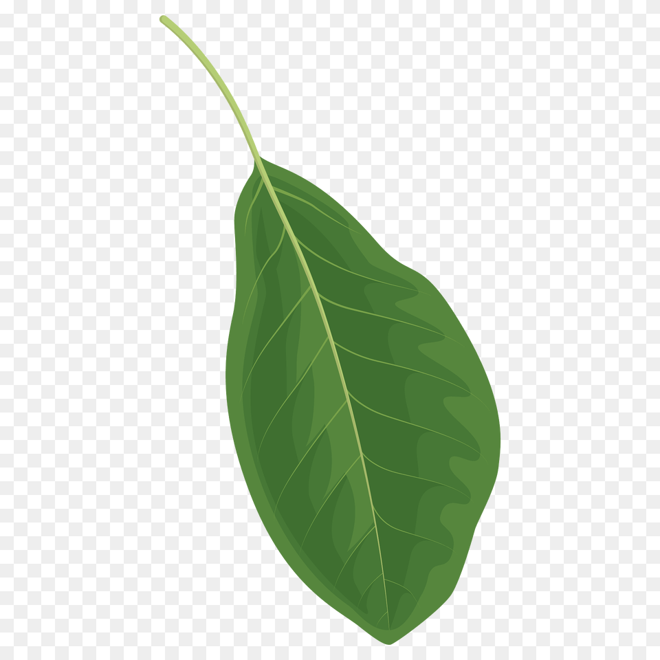 Black Tupelo Spring Leaf Clipart, Plant, Tree Png Image