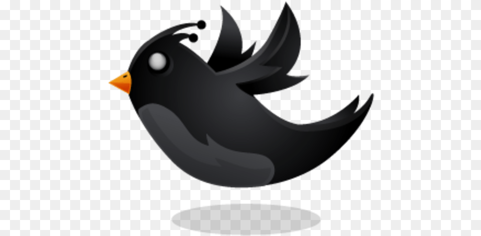 Black Twitter Bird, Animal, Beak, Blackbird, Finch Free Transparent Png