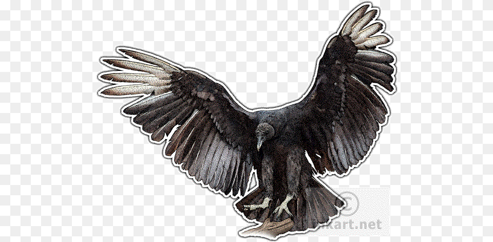 Black Vulture Decal Black Vulture Line Drawing, Animal, Bird, Condor Free Png Download