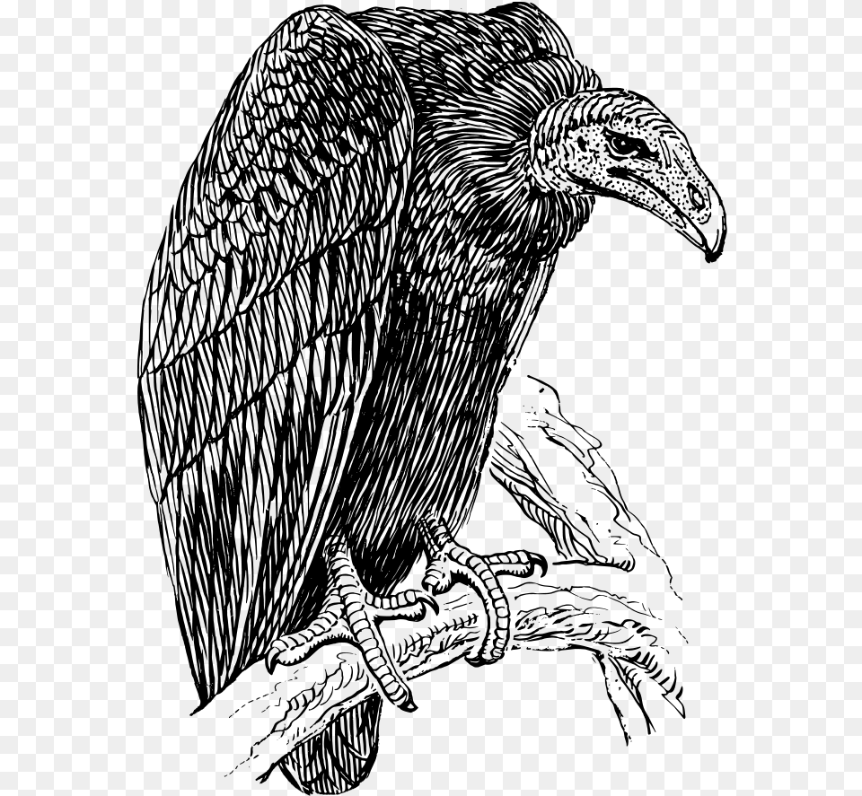 Black Vulture Drawing Bird Of Prey Free Commercial Black And White Picture Of Vulture, Gray Png