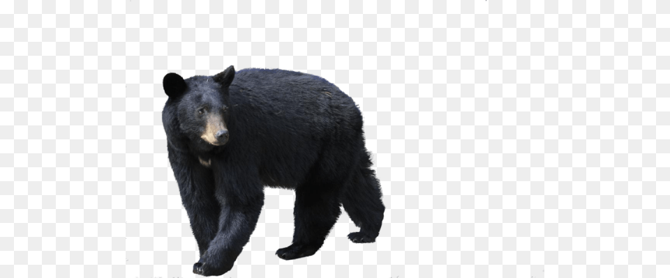 Black Walking Bear, Animal, Mammal, Wildlife, Black Bear Free Png Download