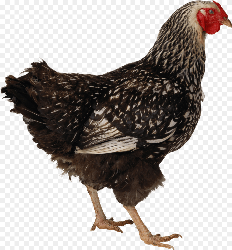 Black Walking Chicken If Your Cat Tastes Like Chicken, Animal, Bird, Fowl, Poultry Png Image