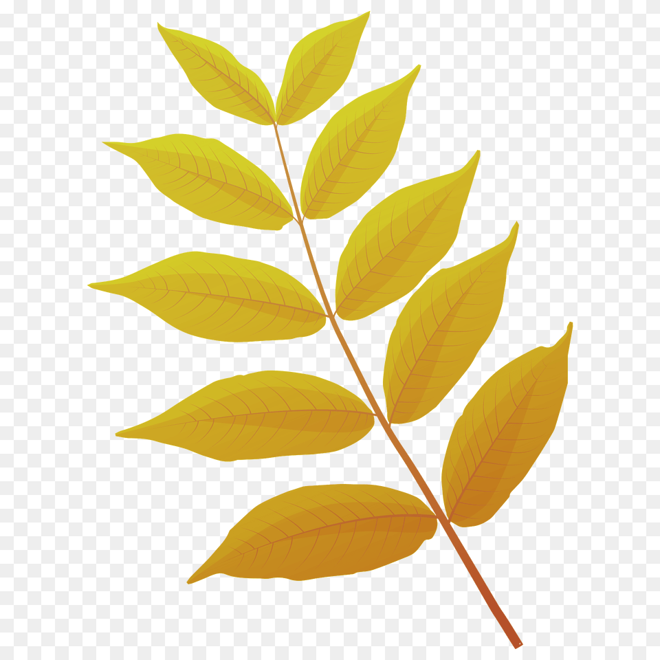 Black Walnut Autumn Leaf Clipart, Plant, Tree Free Transparent Png