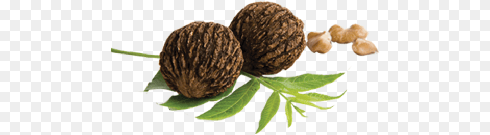 Black Walnut Free Walnut, Food, Nut, Plant, Produce Png