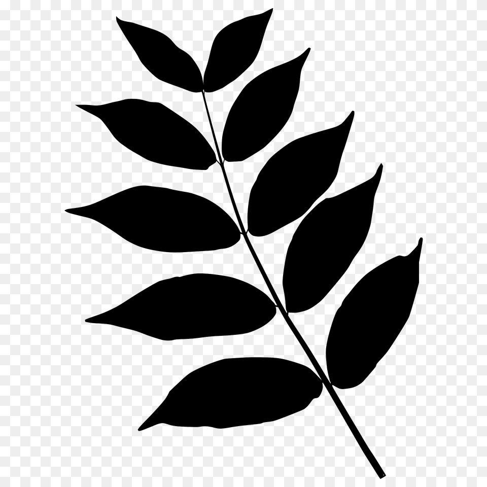 Black Walnut Leaf Silhouette, Green, Plant Png Image