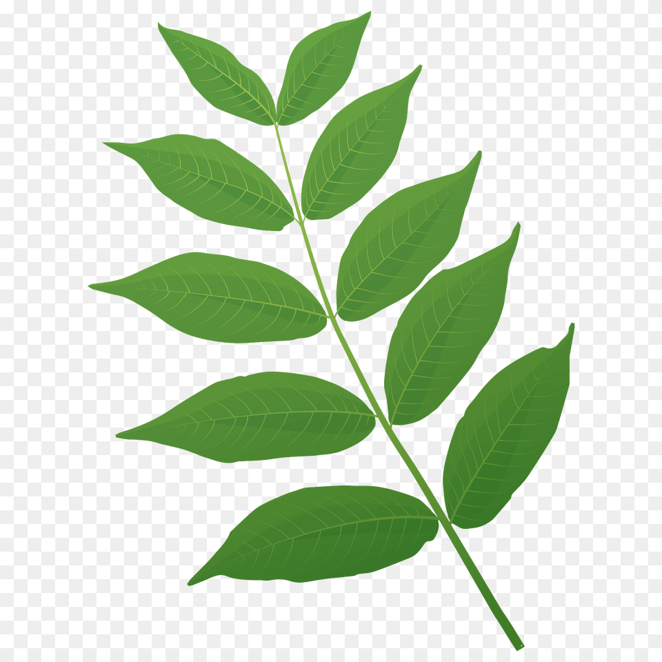 Black Walnut Spring Leaf Clipart, Green, Plant, Tree Png Image