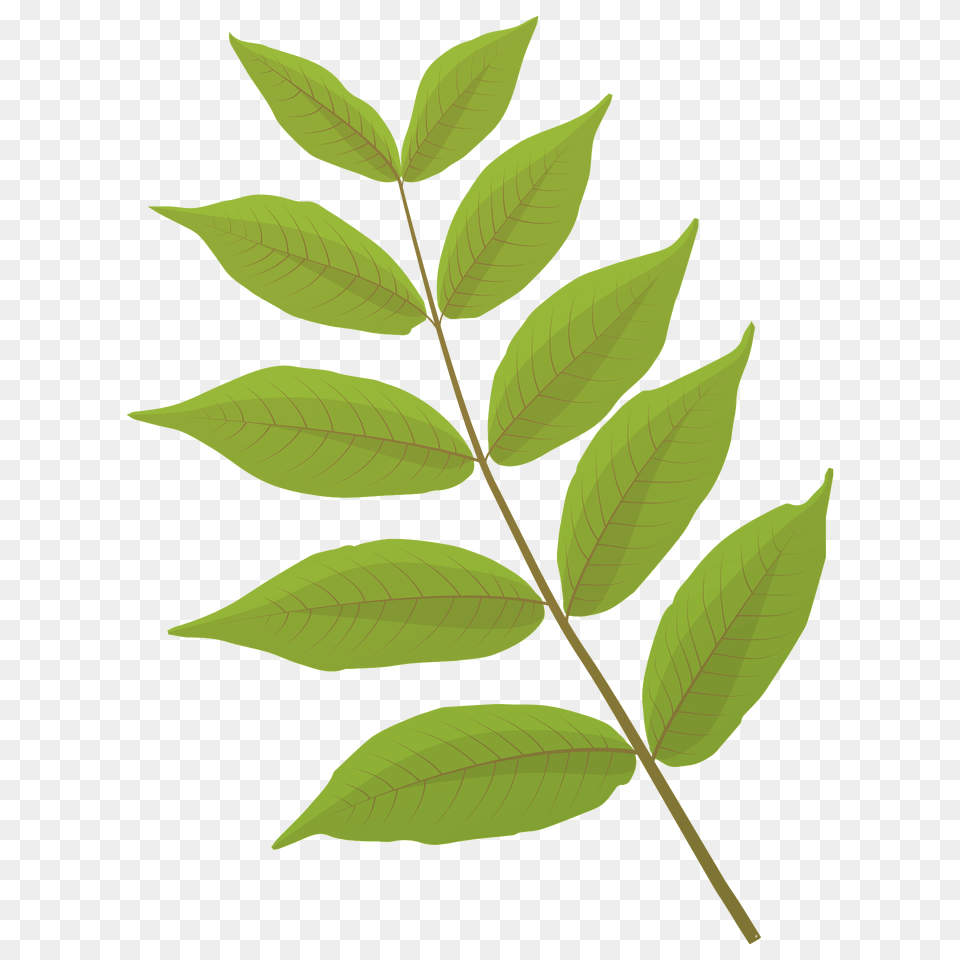 Black Walnut Summer Leaf Clipart, Plant, Tree, Vegetation Free Png Download