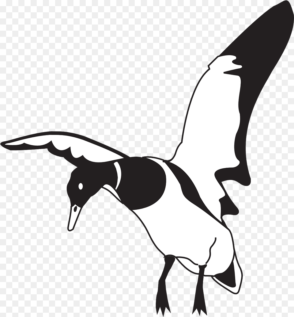 Black White Bird Duck Wings Image Clipart Full Size Clip Art Duck Landing, Animal, Flying, Goose, Waterfowl Free Transparent Png
